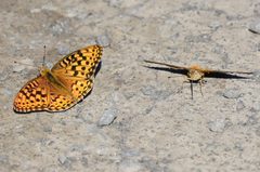 Coronis Fritillary 02 by VJAnderson. Used under a CC BY-SA 4.0 license.