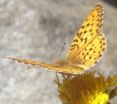 Coronis Fritillary Yosemite by Noca2plus. Used under a CC BY-SA 3.0 license.