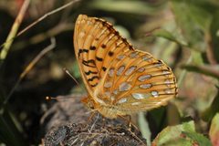 Speyeria mormonia 3304 by Walter Siegmund (talk). Used under a CC BY-SA 3.0 license.
