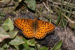 Speyeria mormonia 3312 by Walter Siegmund (talk). Used under a CC BY-SA 3.0 license.