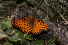 Speyeria mormonia 3316 by Walter Siegmund (talk). Used under a CC BY-SA 3.0 license.