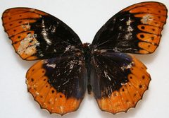 Male Diana Fritillary Megan McCarty27 by Meganmccarty. Used under a Public domain license.