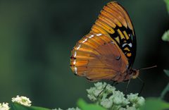 Speyeria diana by Dr. Thomas G. Barnes, University of Kentucky, U.S. Fish and Wildlife Service. Used under a Public domain license.