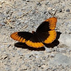 Speyeria diana 136637177 by Will Kuhn. Used under a CC BY 4.0 license.