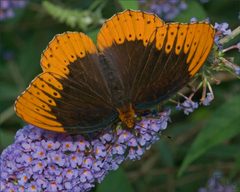 Speyeria diana 234233304 by Roy Cohutta. Used under a CC BY 4.0 license.