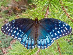 Speyeria diana 234233357 by Roy Cohutta. Used under a CC BY 4.0 license.