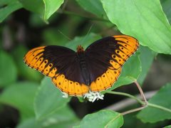 Speyeria diana 8293085 by Evan M. Raskin. Used under a CC BY 4.0 license.