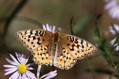 Speyeria edwardsii by Alan Vernon. Used under a CC BY 2.0 license.