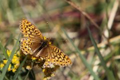 Speyeria edwardsii2 by Alan Vernon. Used under a CC BY 2.0 license.