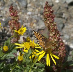 Speyeria mormonia P1220404a by 
xpda. Used under a CC BY-SA 4.0 license.