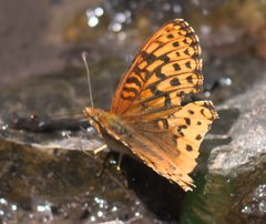 Speyeria hesperis P1290401a by 
xpda. Used under a CC BY-SA 4.0 license.