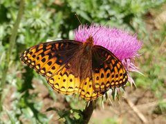 Speyeria hesperis ssp. capitanensis by Casey H. Richart. Used under a CC BY 4.0 license.