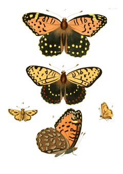Illustrations of Exotic Entomology I 13 by Plates: Dru Drury (1725–1803). Text: John Obadiah Westwood (1805–1893). Used under a Public domain license.