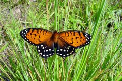 Speyeria idalia1 by Pennsylvania Army National Guard. Used under a Public domain license.