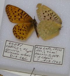 Speyeria mormonia by Notafly. Used under a CC BY-SA 4.0 license.