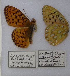 Speyeria mormonia eurynome by Notafly. Used under a CC BY-SA 4.0 license.