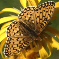 Speyeria mormonia upper by JerryFriedman. Used under a CC BY-SA 3.0 license.