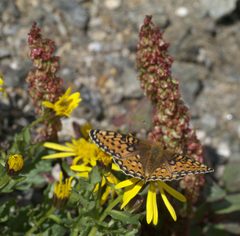 Speyeria mormonia P1220405a by 
xpda. Used under a CC BY-SA 4.0 license.
