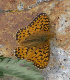 Speyeria mormonia P1270991b by 
xpda. Used under a CC BY-SA 4.0 license.