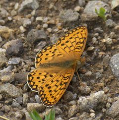 Speyeria mormonia P1480403a by 
xpda. Used under a CC BY-SA 4.0 license.