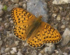 Speyeria mormonia P1480408a by 
xpda. Used under a CC BY-SA 4.0 license.