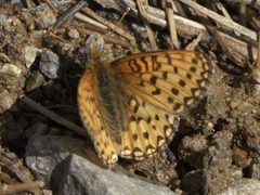 Speyeria mormonia P1530389a by 
xpda. Used under a CC BY-SA 4.0 license.