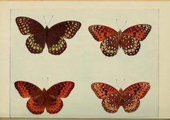 Argynnis nitocris nigrocaerulea by Unknown authorUnknown author. Used under a Public domain license.