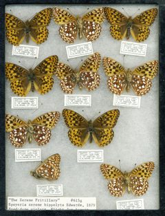 Oregon Silverspot by born1945. Used under a CC BY 2.0 license.