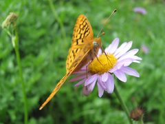 Speyeria zerene by Jrmichae. Used under a CC BY-SA 4.0 license.