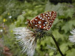 Speyeria zerene hippolyta by U.S. Fish and Wildlife Service. Used under a Public domain license.