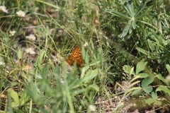 Speyeria zerene picta by Gabriella Byers. Used under a CC BY 4.0 license.