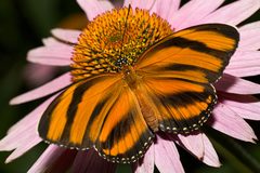 Dryadula-phaetusa-butterfly by Marumari at en.wikipedia. Used under a CC BY-SA 3.0 license.