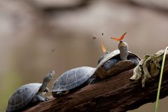 A butterfly feeding on the tears of a turtle in Ecuador by amalavida.tv (Dirección de Información Turística del Ministerio de Turismo del Ecuador). Used under a CC BY-SA 2.0 license.