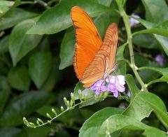 Dryas iulia 2006 by Joern Hauke. Used under a CC BY-SA 2.0 de license.