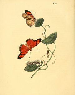 Sepp-Surinaamsche vlinders - pl 005 plate Dryas julia by Jan Sepp  (1778 - 1853). Used under a Public domain license.