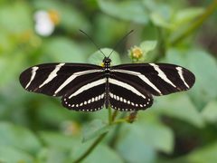 Heliconius charithonia 2021 by Nosferattus. Used under a CC0 license.