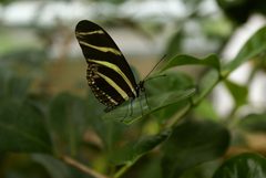 Heliconius charithonia butterfly by Frederick Depuydt. Used under a CC BY-SA 4.0 license.