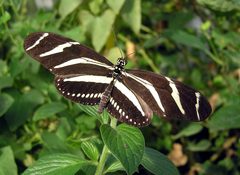 Heliconius charithonius arp by wikipedia. Used under a Public domain license.