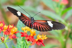 Heliconius erato - The Red Postman by Green lama. Used under a CC BY-SA 4.0 license.