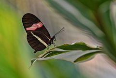Heliconius erato Niagara Falls by Mykola Swarnyk. Used under a CC BY-SA 3.0 license.