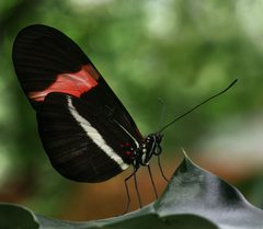 Heliconius erato Richard Bartz by Richard Bartz, Munich aka Makro Freak . Used under a CC BY-SA 2.5 license.
