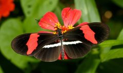 Heliconius erato cruentus by Rigoberto Ramírez Cortés. Used under a CC BY 4.0 license.