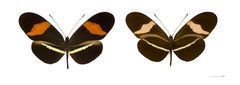 Heliconius erato petiveranus MHNT by Didier Descouens. Used under a CC BY-SA 4.0 license.