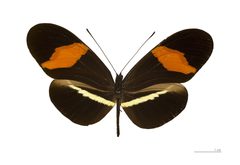 Heliconius erato petiveranus MHNT dos by Didier Descouens. Used under a CC BY-SA 4.0 license.