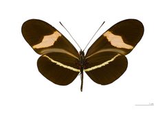 Heliconius erato petiveranus MHNT ventre by Didier Descouens. Used under a CC BY-SA 4.0 license.