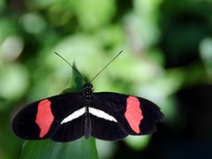 Nymphalidae Heliconius erato 1 by NasserHalaweh. Used under a CC BY-SA 4.0 license.