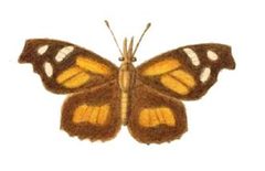 Libytheana carinenta - Abbot by wikipedia. Used under a Public domain license.