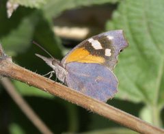 Libytheana carinenta P1340894a by 
xpda. Used under a CC BY-SA 4.0 license.
