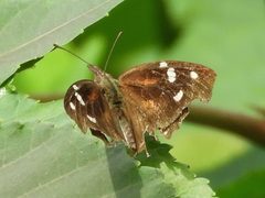 Libytheana carinenta mexicana by Francisco Farriols Sarabia. Used under a CC BY 4.0 license.