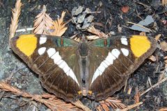 Adelpha californica-1 by Eugene Zelenko. Used under a CC BY-SA 4.0 license.